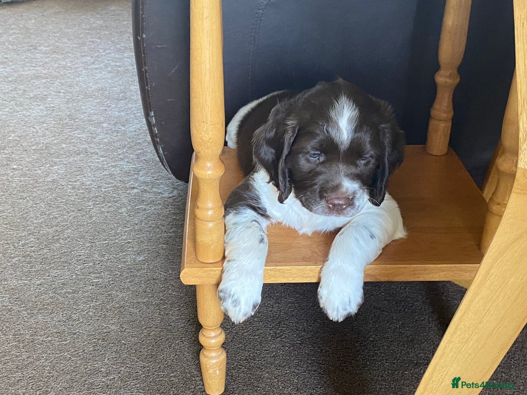 English Springer Spaniel dogs for sale: Family bred and home reared.  - Image 8
