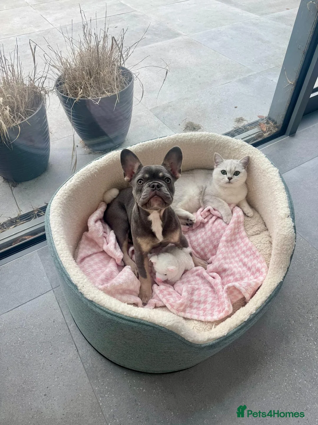 French Bulldog dogs for sale: Beautiful Female - French Bulldog - Frenchie in Sudbury - Advert 9