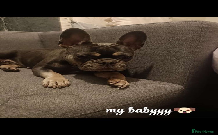 French Bulldog dogs - Advert 1