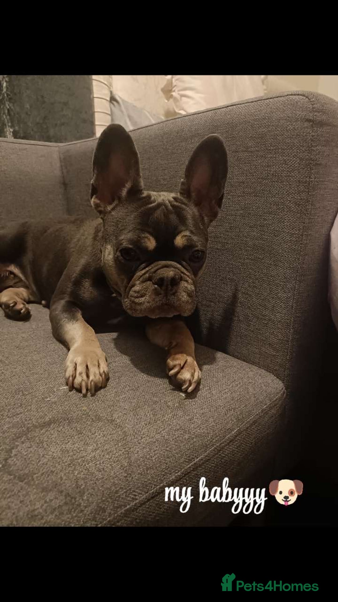 French Bulldog dogs for sale: French bulldog for sale !!! - Image 1