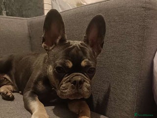 French Bulldog dogs French bulldog for sale !!! - Advert 17