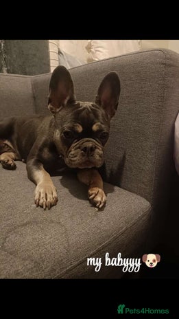 French Bulldog dogs - Advert 12