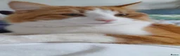Mixed Breed cats for sale: Handsome Orange & White Male Mixed Breed – 🧡 🐾 - Advert 7