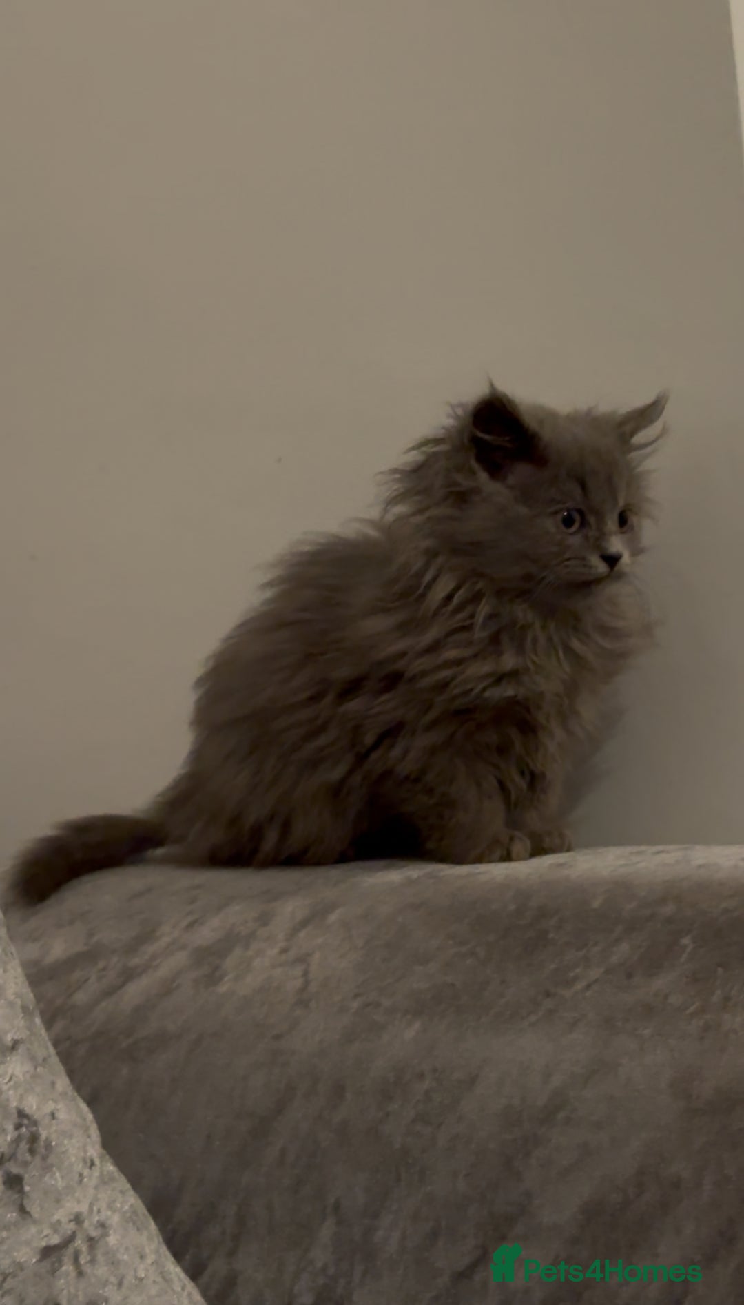 British Longhair cats for sale: Adorable British Longhair Kittens Ready Now! - Advert 19