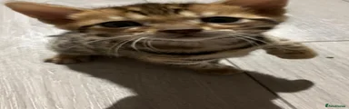 Bengal Kitten 1