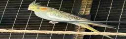 Cockatiels birds for sale: 7 Cockatiels  - Advert 7