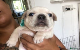 French Bulldog dogs for sale: French bulldog puppies in Manchester - Image 14