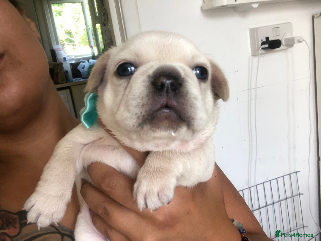French Bulldog dogs for sale: French bulldog puppies in Manchester - Image 14