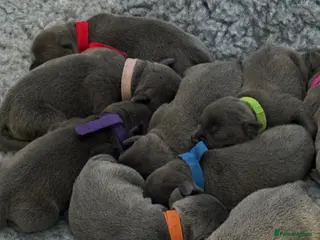 Staffordshire Bull Terrier dogs Beautiful blue staffy pups kc registered - Advert 2