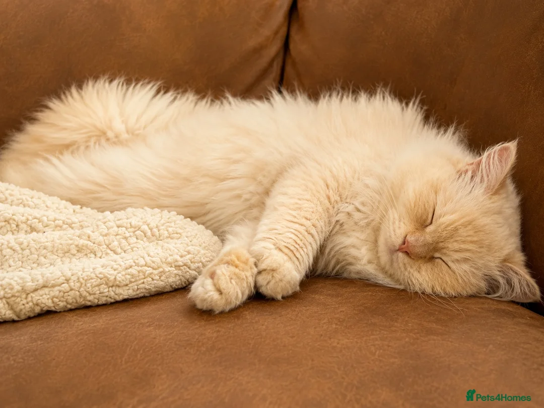 Ragdoll cats for sale: Stunning Flamepoint Ragdoll Queen - Advert 2