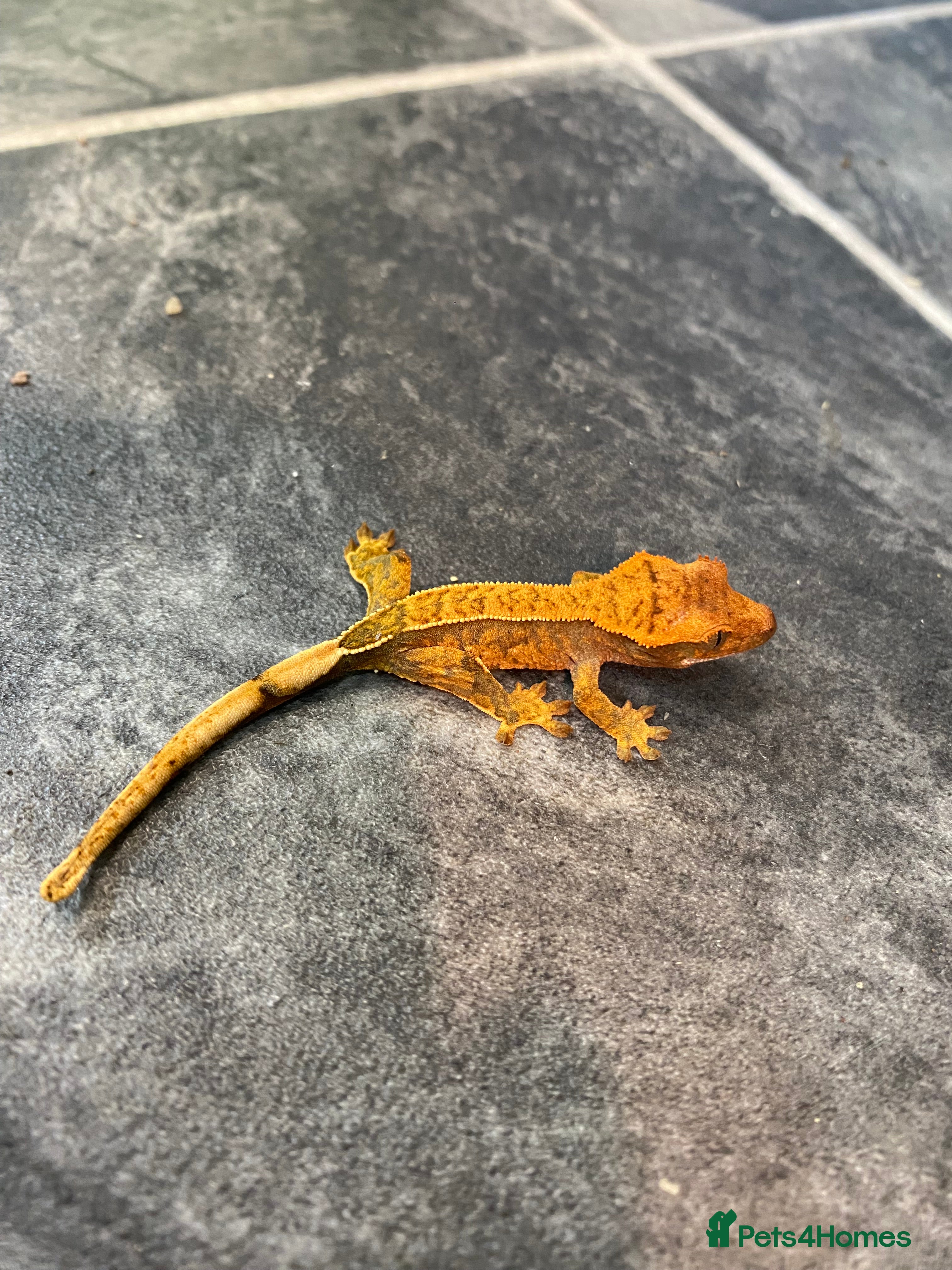 Gecko reptiles  Juvenile Crested geckos (mixed morphs) - Advert 12