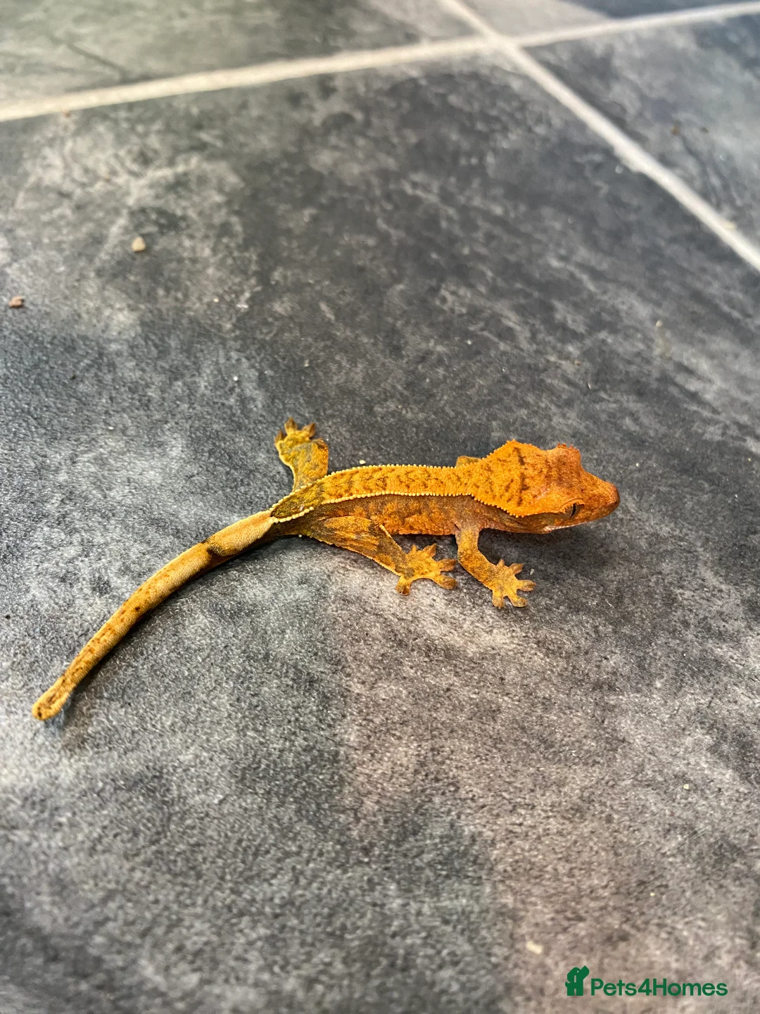 Gecko reptiles for sale: 5 x juvenile Crested geckos (mixed morphs) - Advert 5