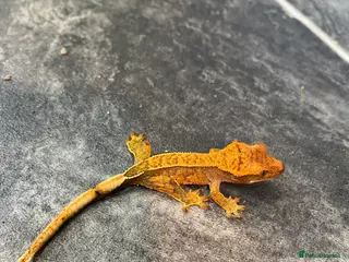 Gecko reptiles Juvenile Crested geckos (mixed morphs) - Advert 12