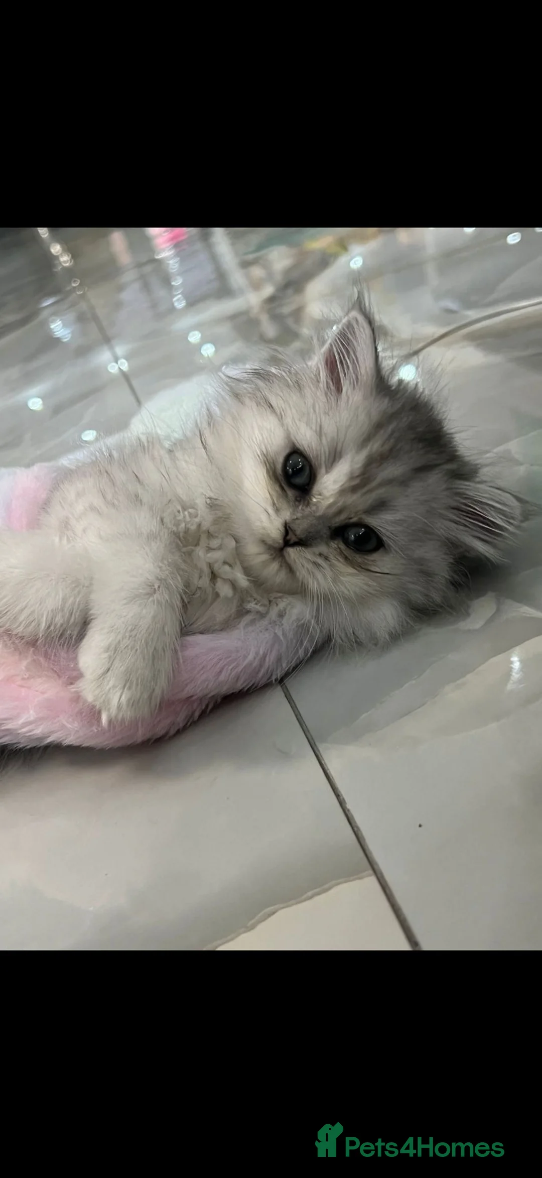 Persian cats for sale: Persian cat  - Advert 2