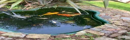 Koi Carp fish for sale: Koi and goldfish for sale  in Exeter - Advert 7