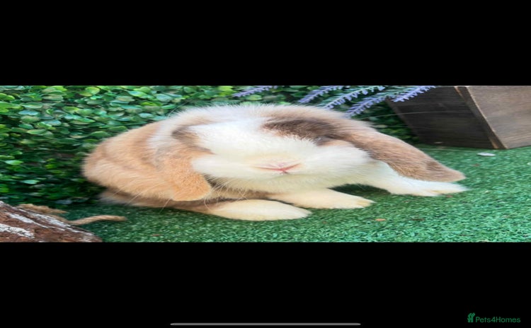 Harlequin rabbits - Advert 3