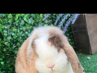 Harlequin rabbits - Advert 5