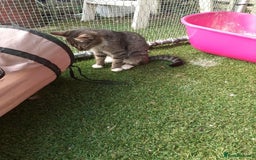 Mixed Breed cats for adoption: Stripes for adoption - Image 3
