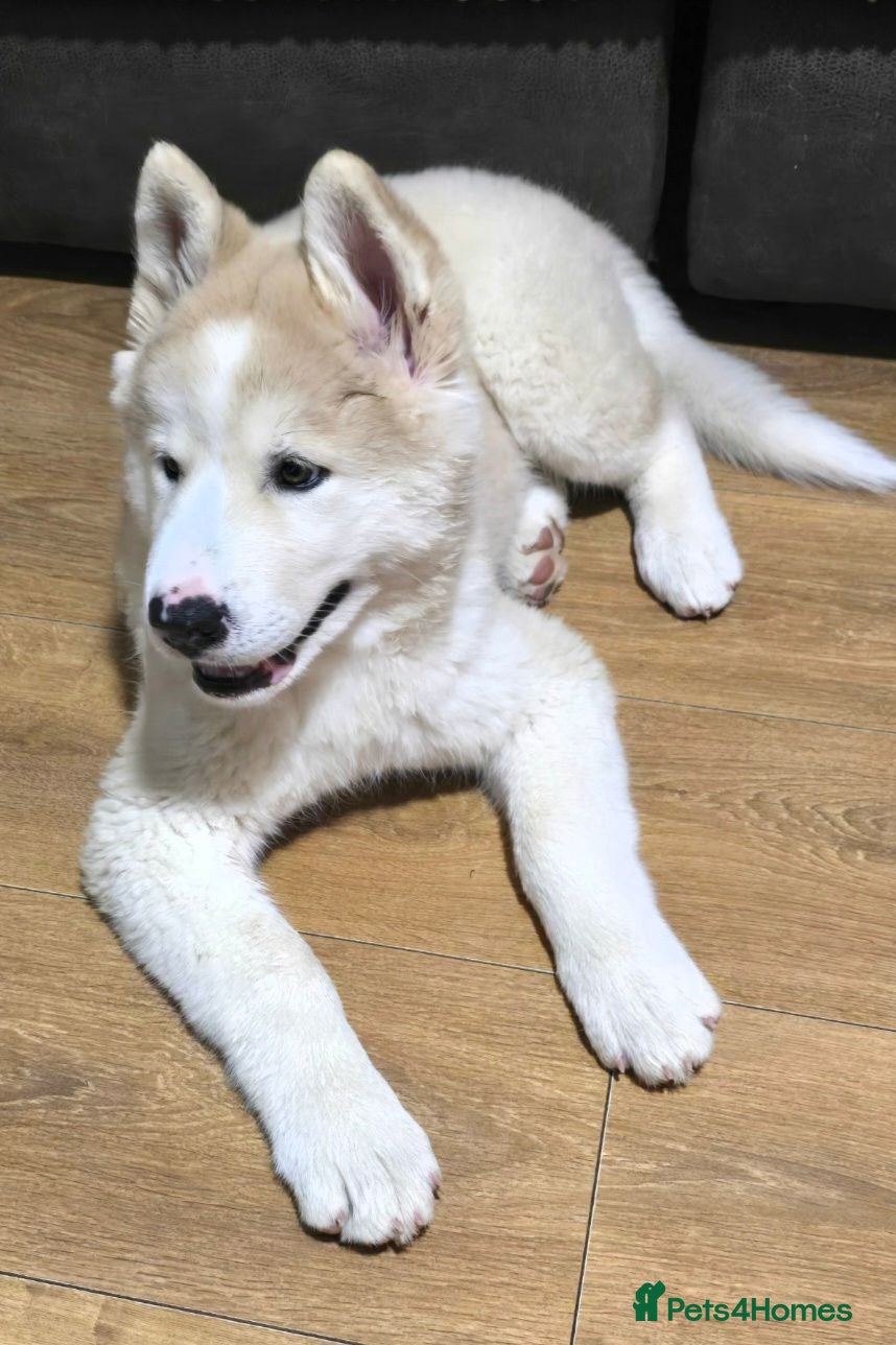 Mixed Breed dogs Two Beautiful AkitaMutes For Sale - Advert 10