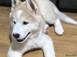 Mixed Breed dogs Beautiful AkitaMute For Sale - Advert 6