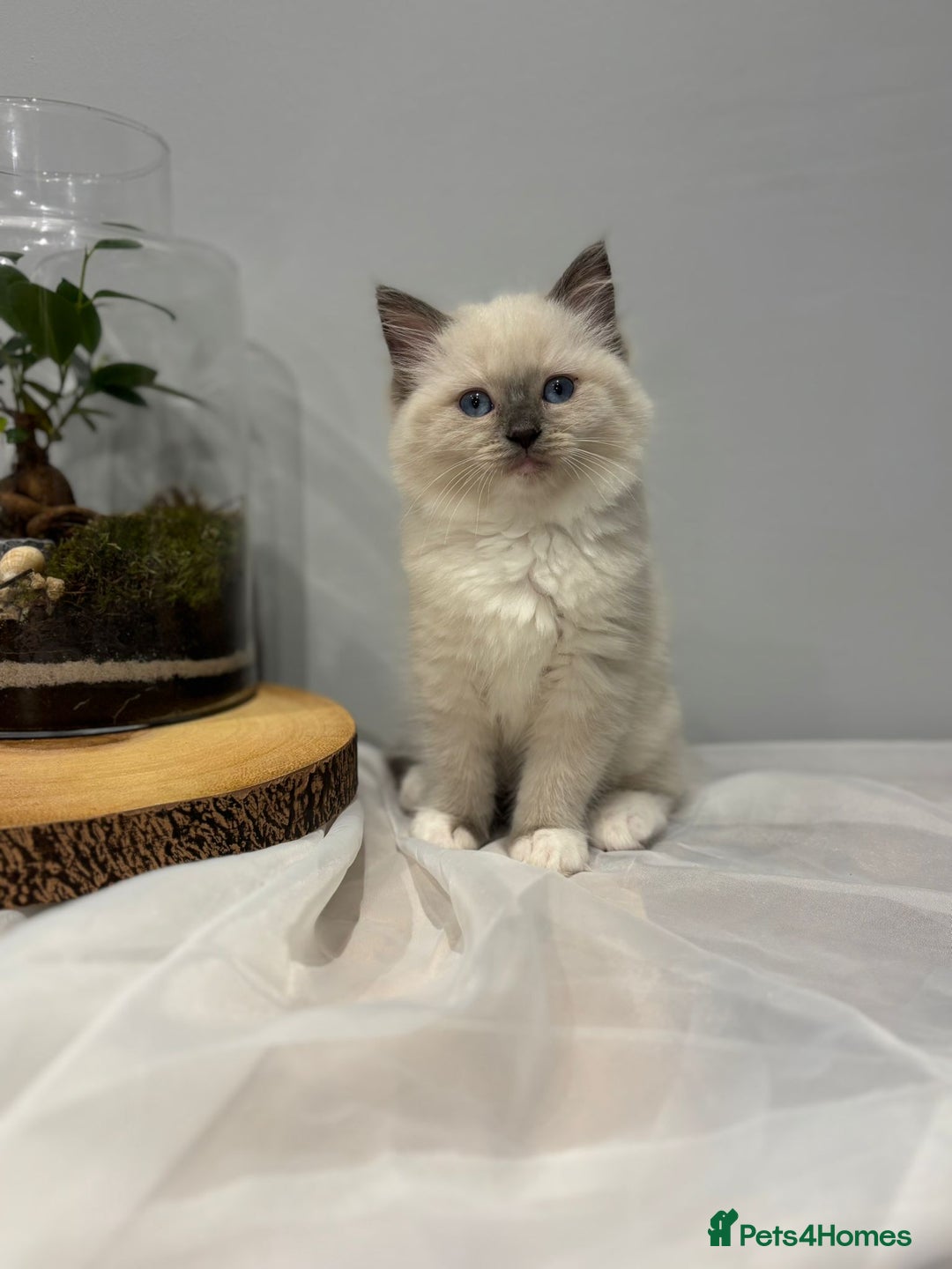 Ragdoll cats for sale: Purebred ragdoll kittens.1 girl & 3 boys-ready now - Advert 7