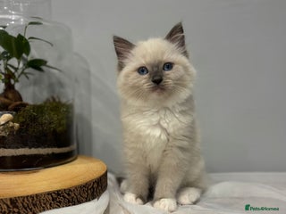 Ragdoll cats Purebred ragdoll kittens.1 girl & 1 boy ready now - Advert 10