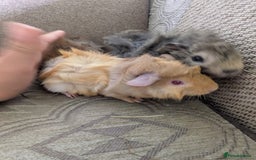 Guinea Pig rodents for sale: Guinea pig babies for sale  - Image 17