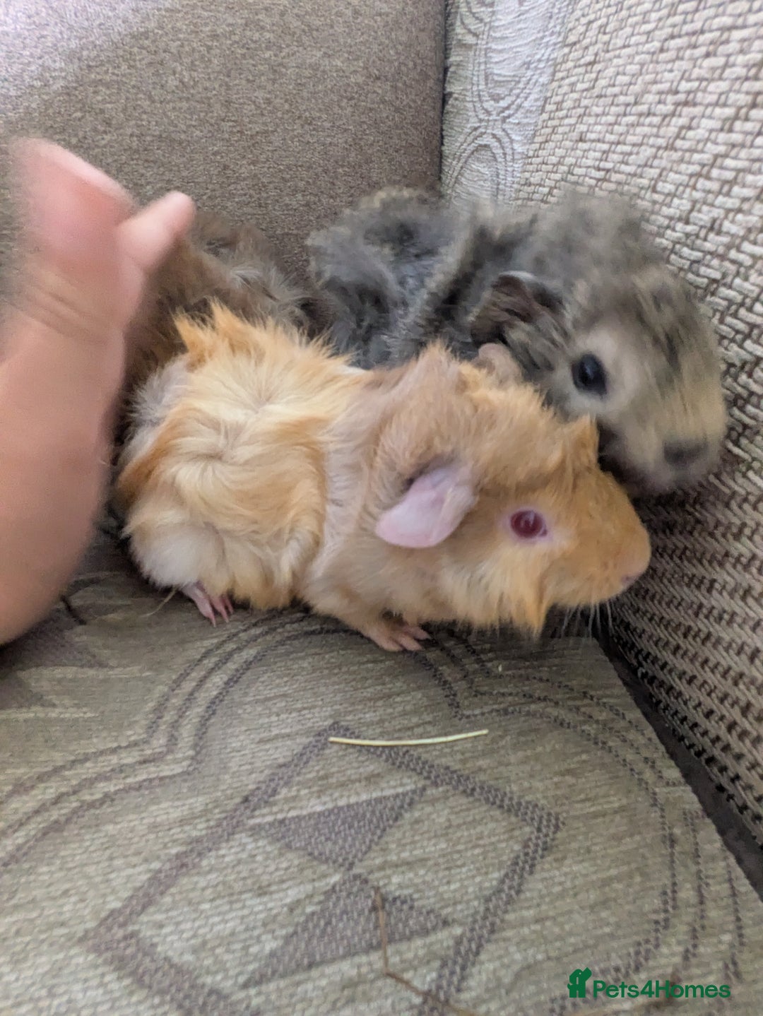 Guinea Pig rodents for sale: Guinea pig babies for sale  - Image 17