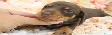 CHOCOLATE AND TAN MALE