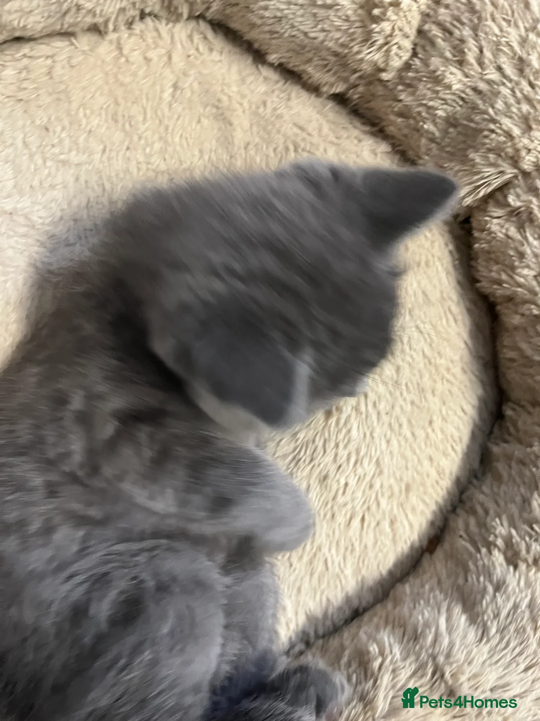 Mixed Breed cats for sale: Stunning Grey Female Kitten with Blue eyes - Advert 7