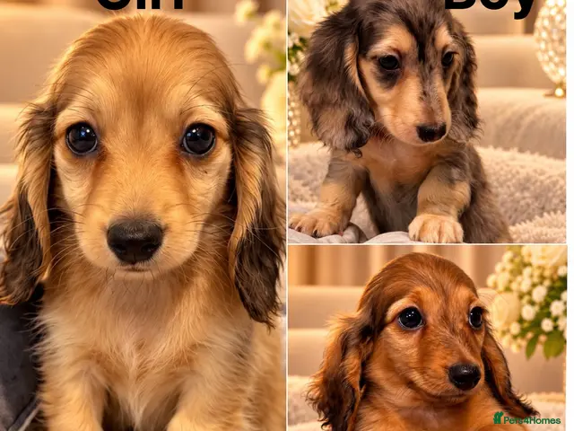 Miniature Dachshund dogs for sale: READY NOW Kc reg boys & girls - Advert 1