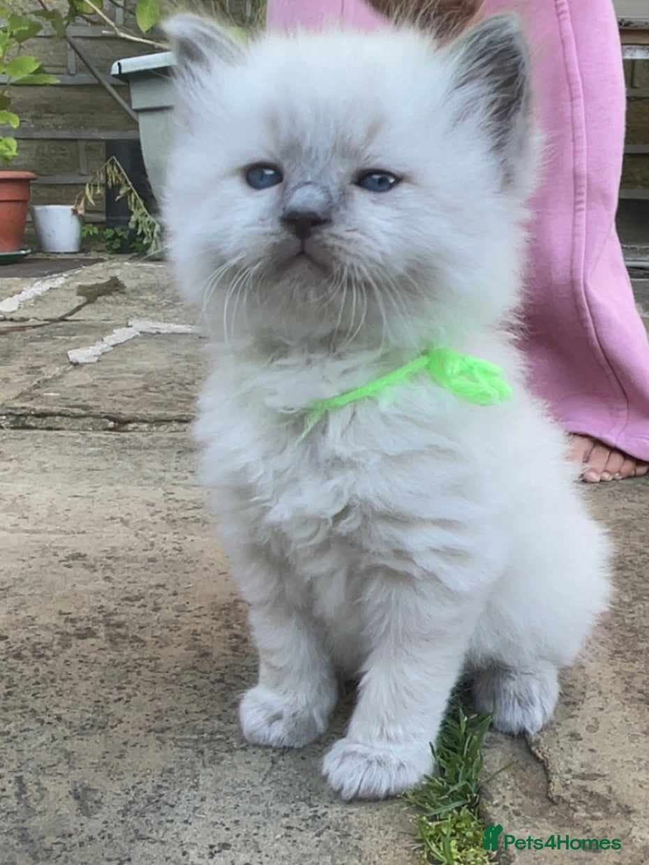 Ragdoll cats Ragdoll Kittens - Advert 13