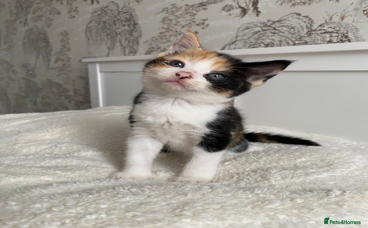 Domestic Shorthair cats - Advert 16