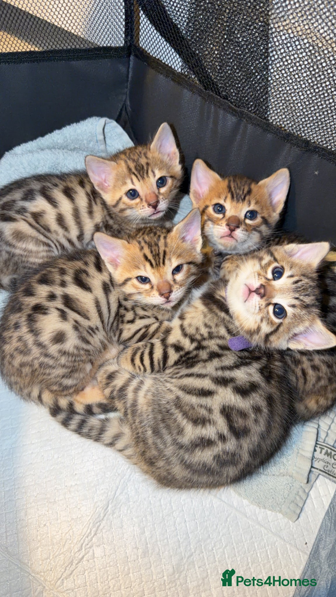 Bengal cats Bengal kittens  - Advert 17
