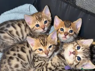 Bengal cats Bengal kittens - Advert 17