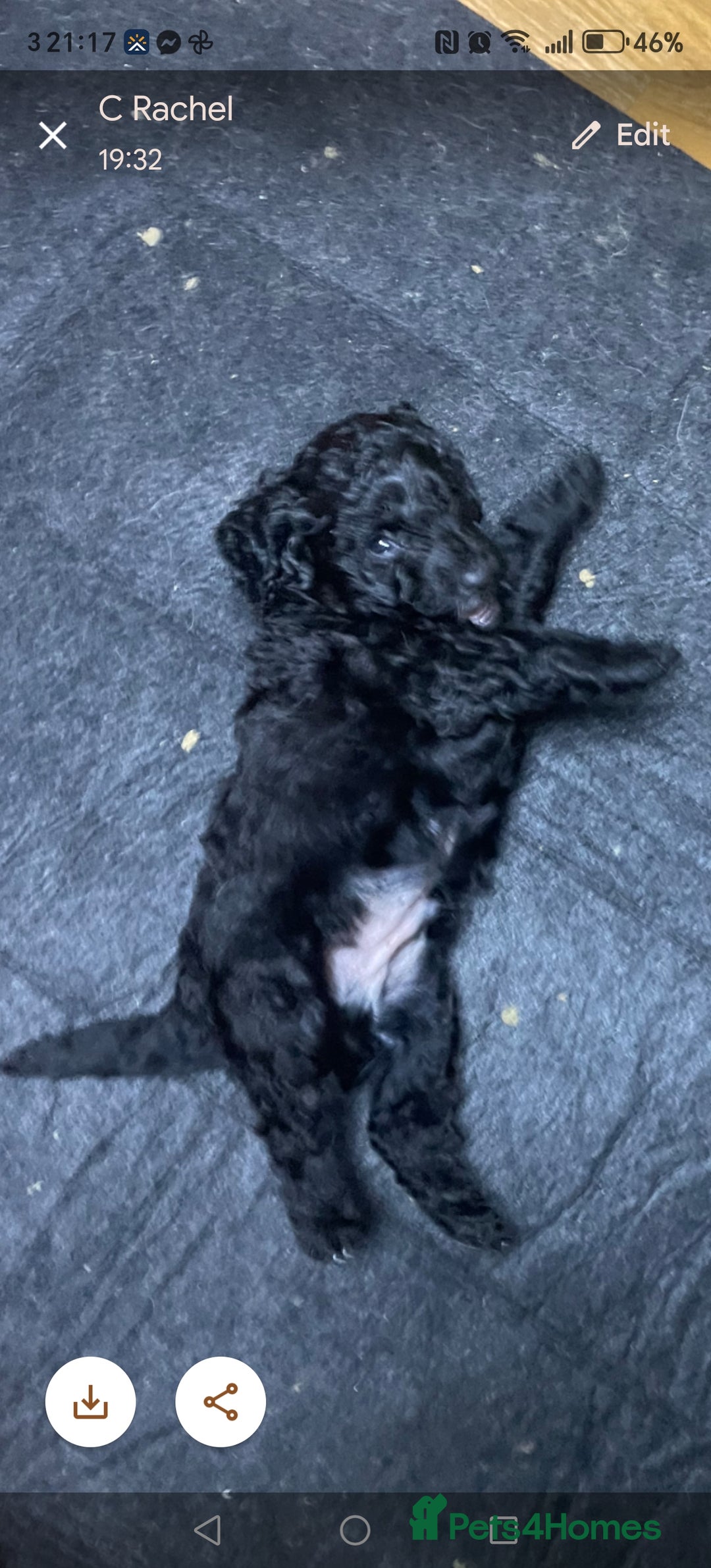 Cockapoo dogs for sale: F3 cockapoo  - Image 13
