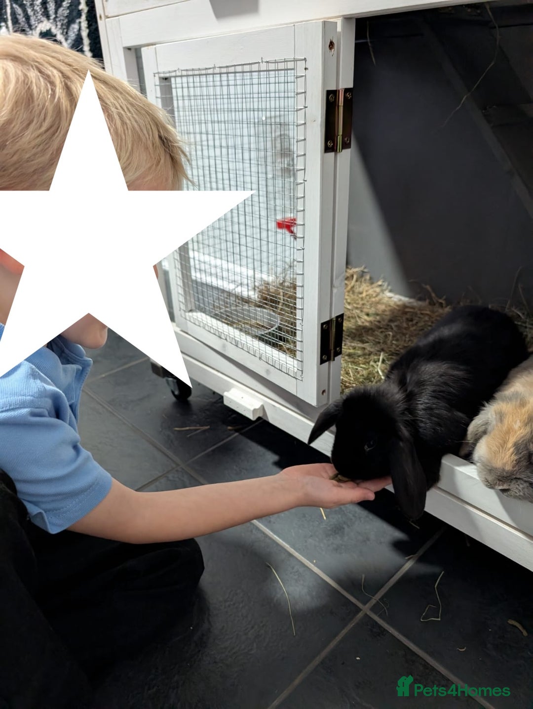 Mixed Breed rabbits for sale: 2x Mini Lop Cross Boys - Advert 3