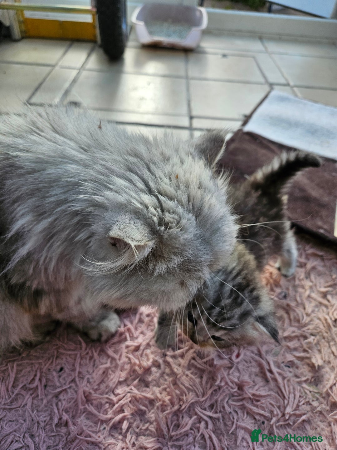 Mixed Breed cats for sale: Adorable Fluffy Chunky Kittens - Image 11