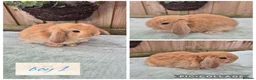 Mini Lop rabbits for sale: Ready to be reserved - Advert 1