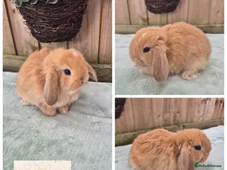 Mini Lop rabbits for sale: Ready to be reserved - Advert 1