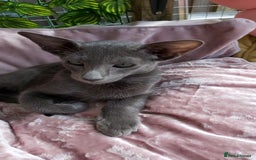 Oriental cats for sale: Full Pedigree Oriental 1 Kitten XL size ears GCCF - Image 11