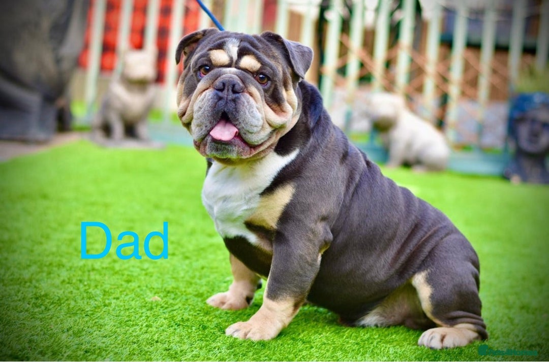English Bulldog dogs for sale: Stunning 🏴󠁧󠁢󠁥󠁮󠁧󠁿English bulldog puppies  - Image 7