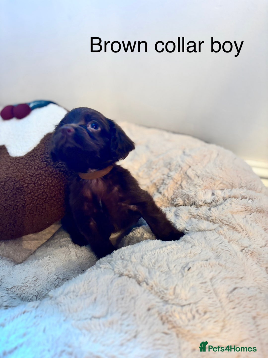 Sprocker dogs for sale: 🐾5 beautiful F1B sprocker spaniels - Advert 6