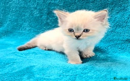 Ragdoll cats for sale: PEDIGREE GCCF REG CHAMPION LINE RAGDOLL KITTENS - Image 16