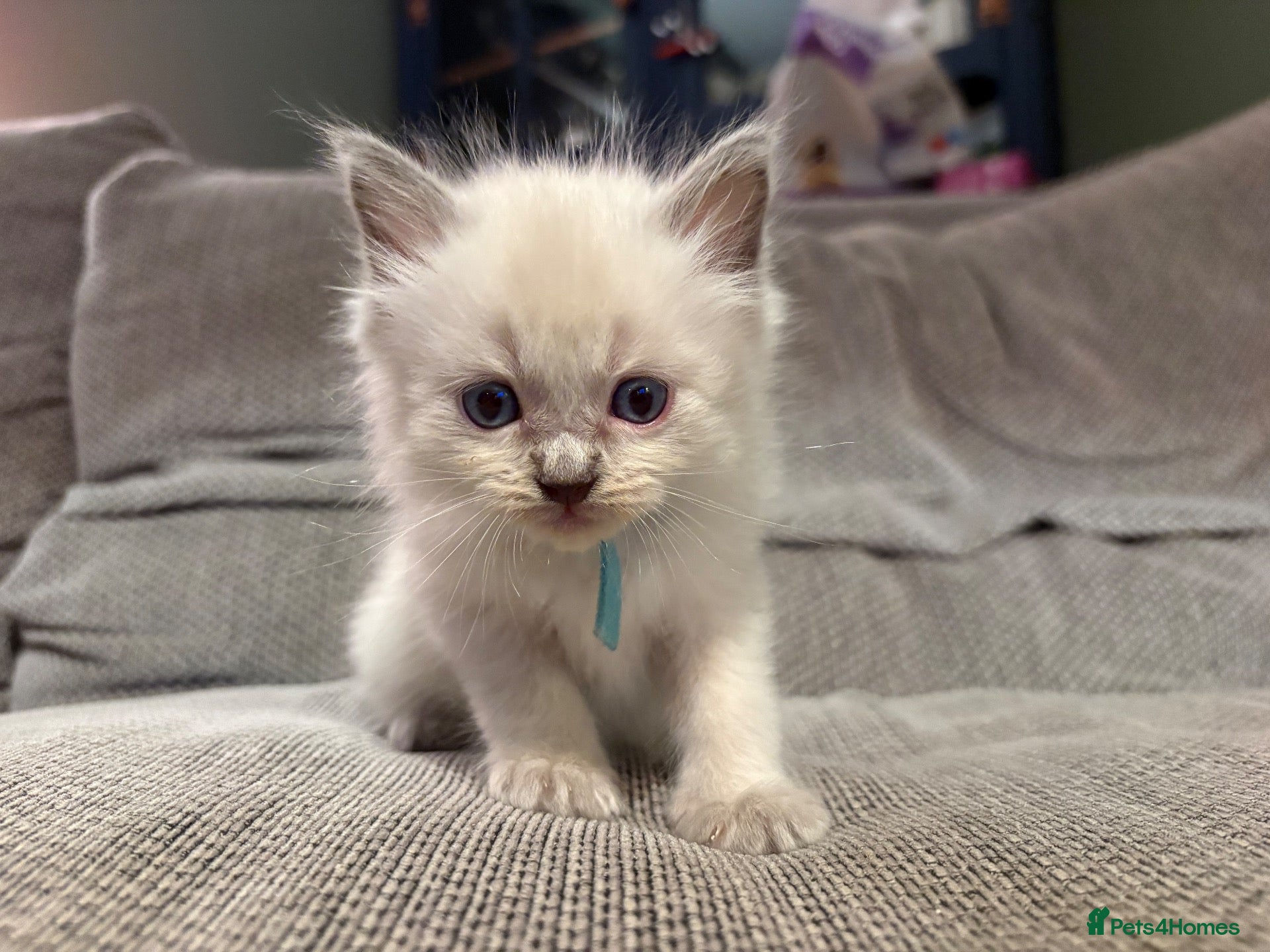 Ragdoll cats Three Stunning Blue Point Ragdoll Boys Available  - Advert 1