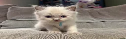 Ragdoll cats for sale: Three Stunning Blue Point Ragdoll Boys Available  - Advert 8