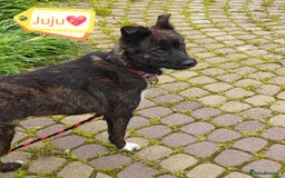 Mixed Breed dogs for adoption: 💖🐶 JUJU 🐶💖 - Image 9