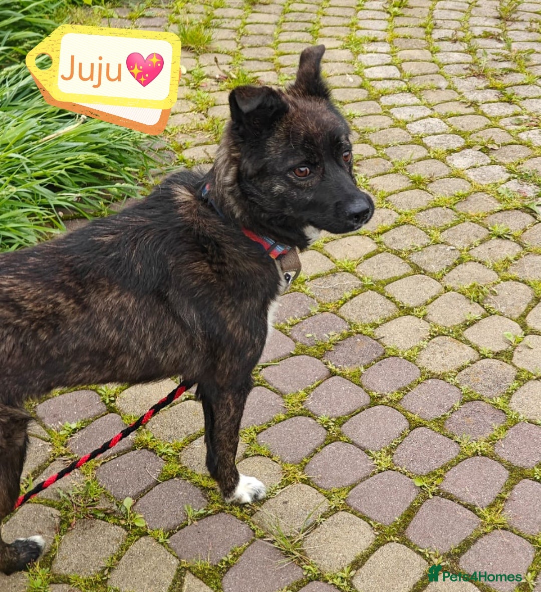 Mixed Breed dogs for adoption: 💖🐶 JUJU 🐶💖 - Image 9