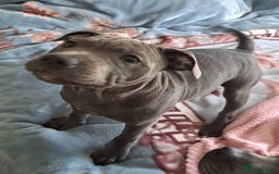 Staffordshire Bull Terrier dogs for sale: KC registration blue staffy , Champion blood line  - Image 1