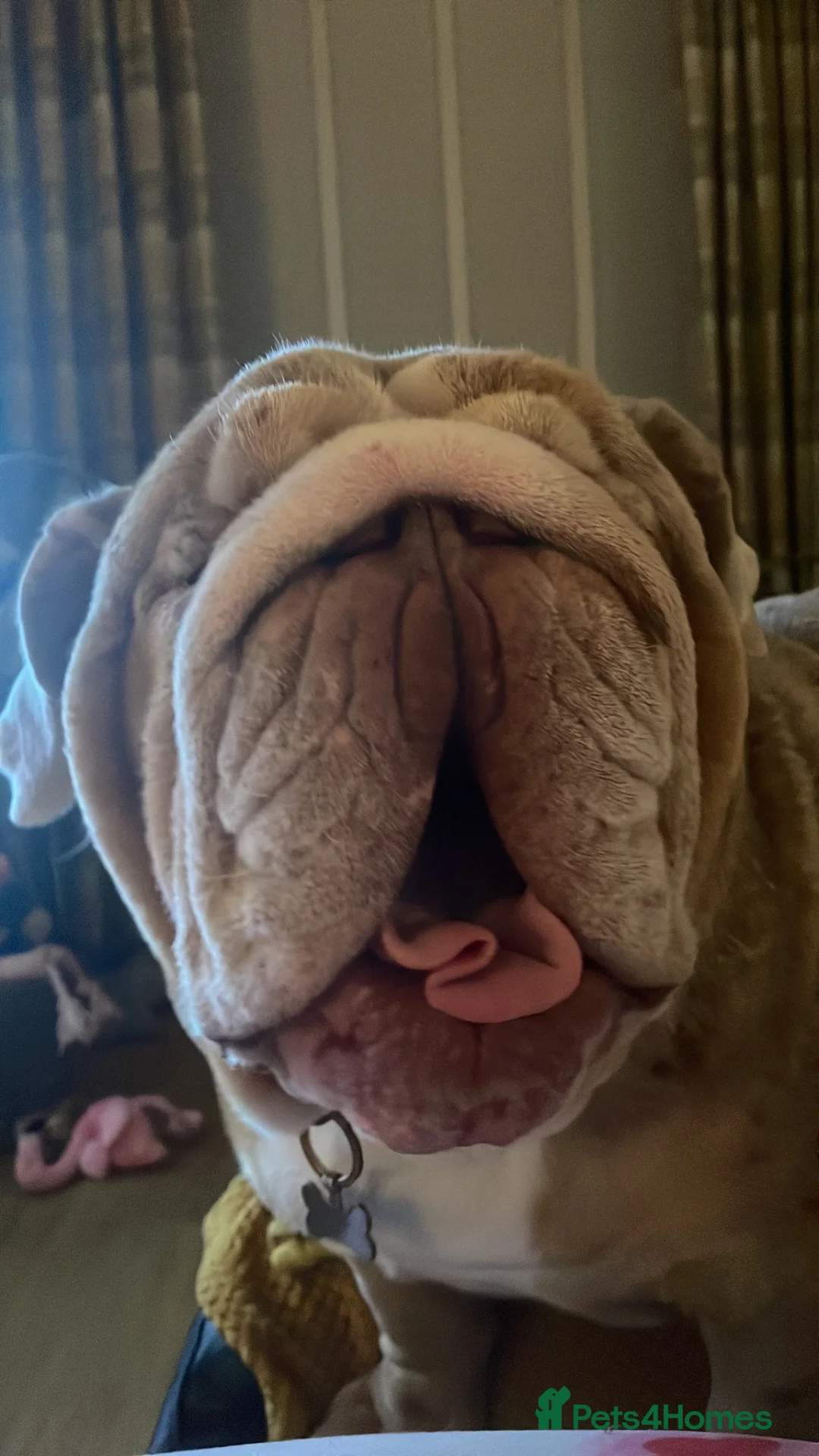 English Bulldog dogs for sale: English bulldog  in Heckmondwike - Advert 4